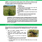Thumbnail for EVTT01-60 Vegetation Clearance Toolbox Talk.pdf